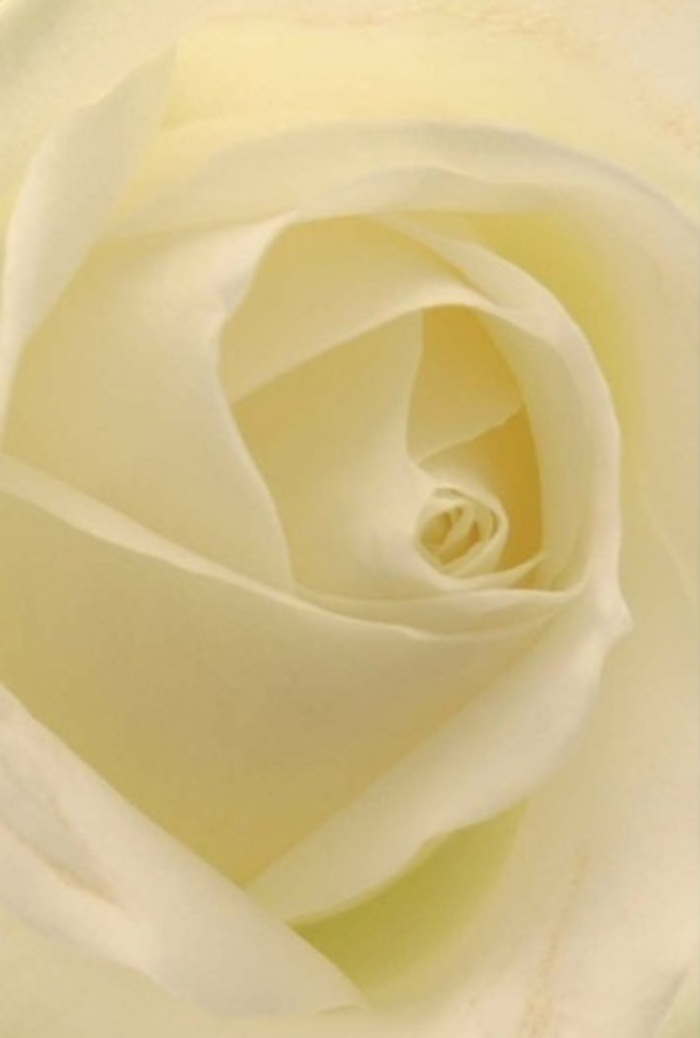 Gazing up close at this timeless white rose, one is drawn into the interplay of softness and meticulous layering at the bloom's heart. Each petal, shaded in creamy white and gentle cream, captures the refined tranquility that defines so much of Paddington's quieter corners-reflections of light seem to flow through the flower as naturally as the gentle ripples of the nearby canal. As an experienced florist serving the area, I see this rose as a universal gesture: appropriate for heartfelt apologies, tender romantic moments, or as the centrepiece of an elegant wedding along Praed Street. The perfect spiral of its core suggests purity and enduring strength, while the harmony of colour and lighting celebrates the artistry that distinguishes local florists like those at Flowers Paddington. Its unspoken fragrance is clean and comforting, the kind of subtle presence that uplifts every room and occasion. The integrity of the arrangement reflects the sincere emotion behind every carefully chosen petal-a reminder that true beauty often lies in the details.
